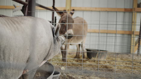 un gran jabalí y un burro en el establo del granjero. el jabalí come comida del canal