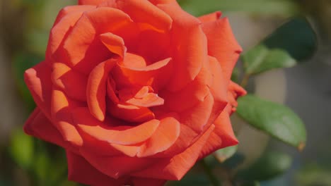 extream closeup of a red rose flower blooming in the garden