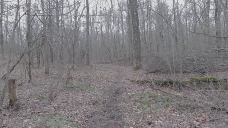 Trail,-Rocks,-Slow-motion,-Woods