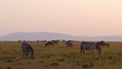 Cámara-Lenta-De-Animales-Salvajes-De-África,-Manada-De-Cebras-Pastando-Sabana-En-África-En-Un-Safari-Africano-En-Masai-Mara-En-Kenia-En-Maasai-Mara,-Hermosa-Luz-Del-Sol-Del-Amanecer-De-La-Hora-Dorada,-Tiro-Panorámico