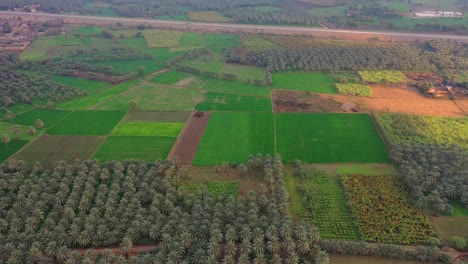 Aerial-Over-Date-Farm-Grove-Trees-In-Countryside-At-Sindh