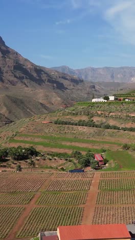 agricultural landscape in the canary islands