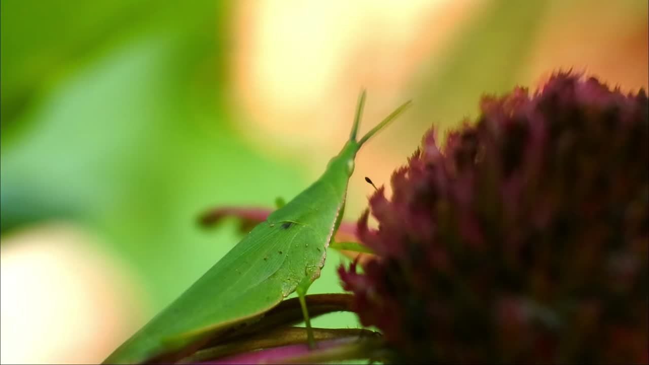 video de cierre de saltamontes, saltamontes verde sentado en la hoja