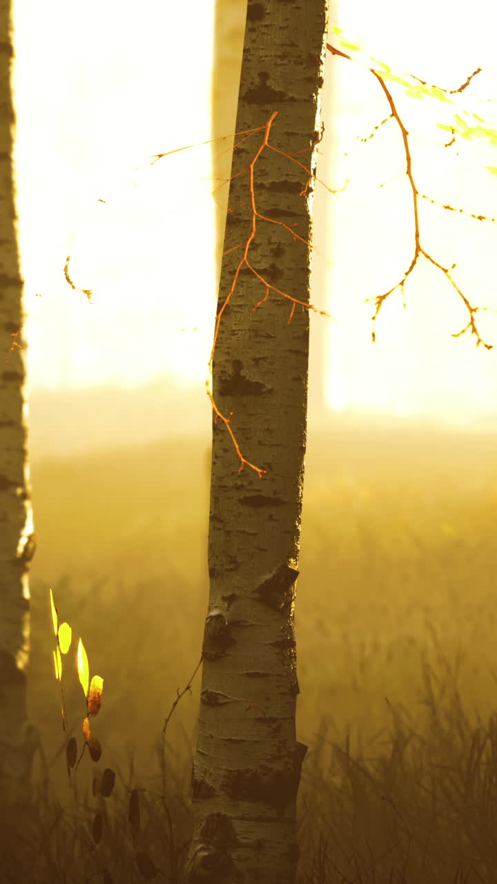 Golden Hour in a Birch Forest