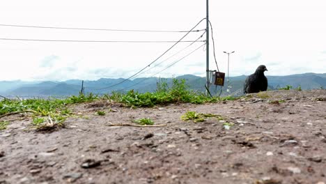 Columbidae,-pigeon.-Bird-walking-on-the-ground