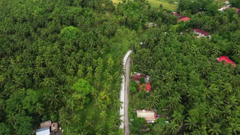 denso bosque de palmeras y casas en la montaña