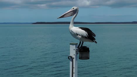 Pelícano-Salvaje-En-Blanco-Y-Negro-Vuela-Desde-La-Lámpara-Del-Muelle-De-Urangan,-Hervey-Bay-En-Queensland,-Australia