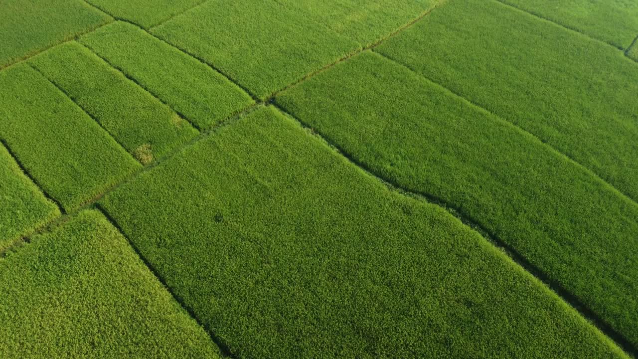 Drone footage of the village's paddy fields