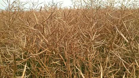 brown rapeseed seed pods field slow motion close up