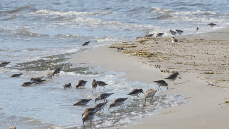 many calidris alpina, dunlin birds looking and feeding on the beach of engure, latvia - wide shot