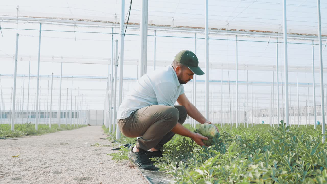 Farmer harvesting watermelon in greenhouse