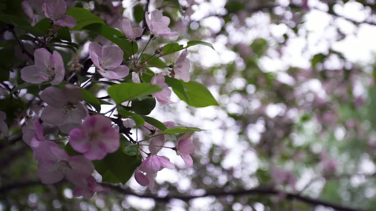 봄 나무 에 아름다운 분홍색 꽃 이 피고 있다