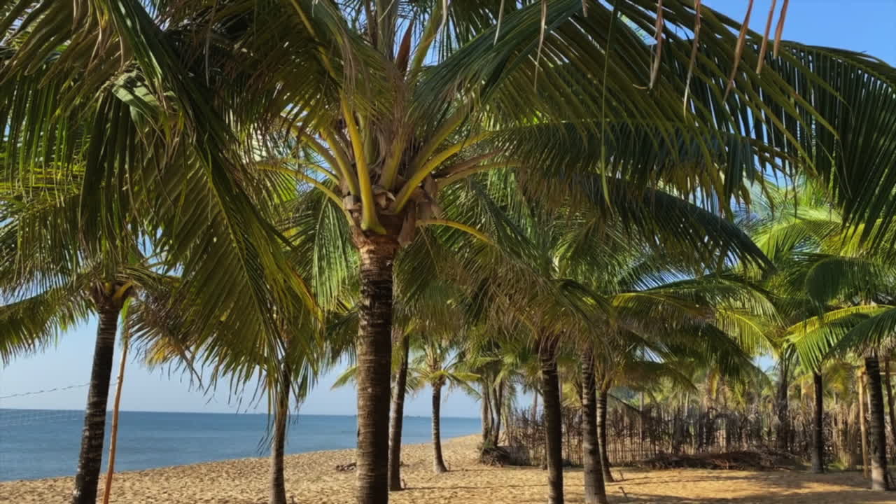 playa tropical con palmeras