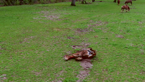 horse happily rolling in mud and dirt on pasture, horse breeding in america, pennsylvania countryside