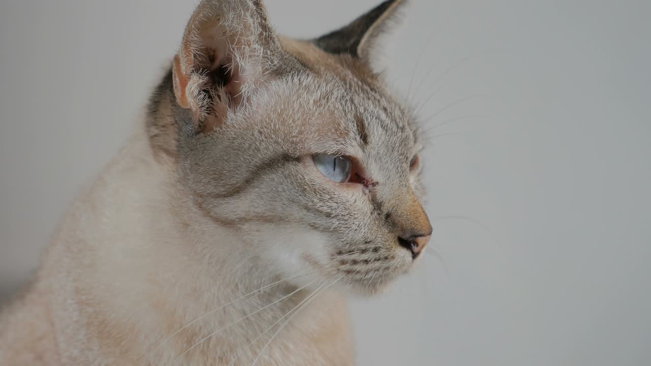 short hair cat with Anisocoria symptom, an unequal pupil size