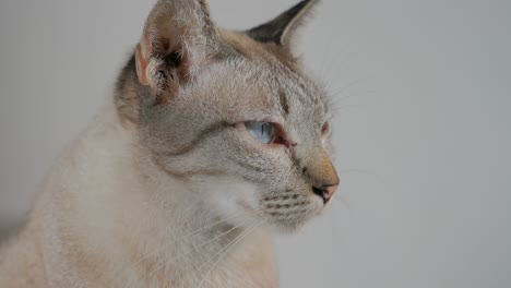 gato de pelo corto con síntoma de anisocoria, un tamaño desigual de la pupila