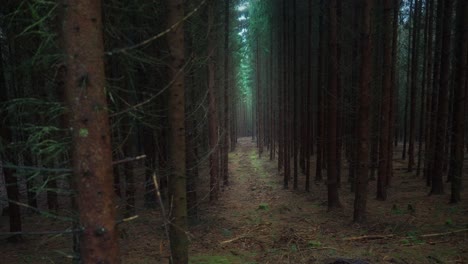 Camino-Oscuro-En-El-Bosque