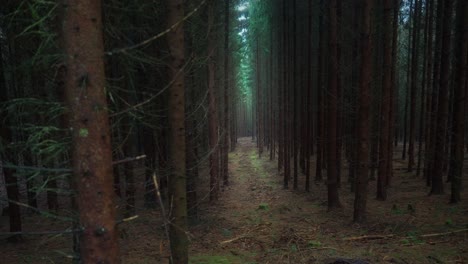 dark path in the woods