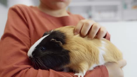 Little-boy-holding-guinea-pig-in-hands.