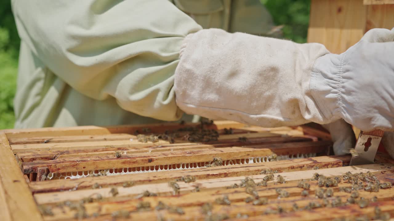 Beekeeper Inspecting Brood Frames and Honey at Apiary. Close Up