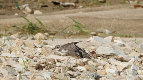 Greater-sand-plover-Spread-or-Stretch-Out-Wing-and-Leg-Perched-on-Stony-Beach