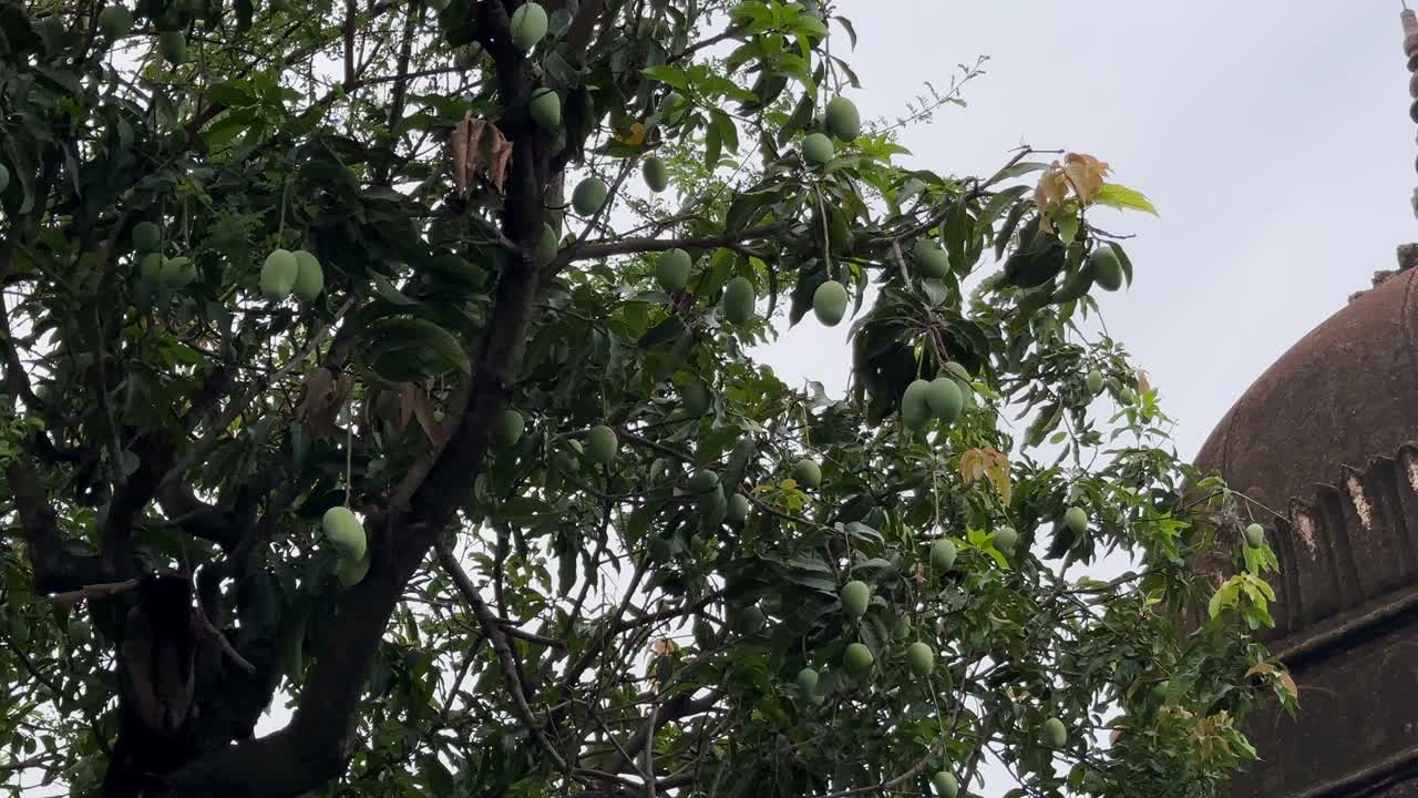 Un'inquadratura statica di un ramo di mango carico di manghi verdi e acerbi, circondato da foglie verdi e lussureggianti.