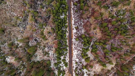 Birds-eye-view-of-river-flowing-through-forest