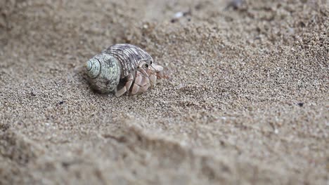 close up of hermit crab opening up and crawling away