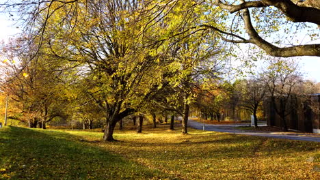 Coches-Pasando-En-Un-Lado-De-La-Calle-De-Un-Parque-Con-Un-árbol-Durante-El-Lapso-De-Tiempo-Otoñal-Amarillo