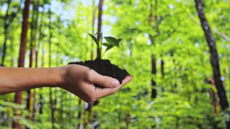 close up of black dirt mud with a tree sprout on farmer's hand in the forest