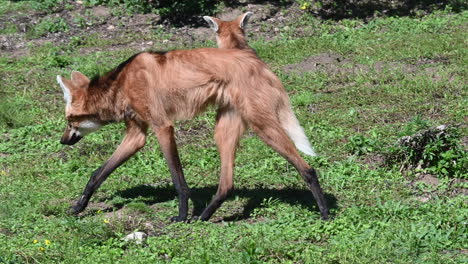 parque zoológico en francia: un zorro camina sobre la hierba y mira a su alrededor