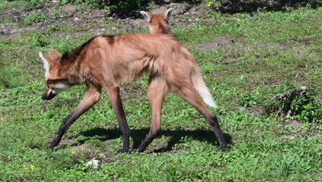 zoological park in france: a fox is walking on grass and looking around him