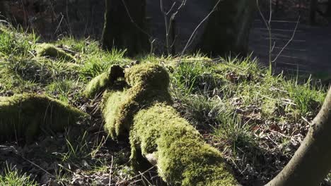 thick green overgrown moss on a large fallen tree in a forest