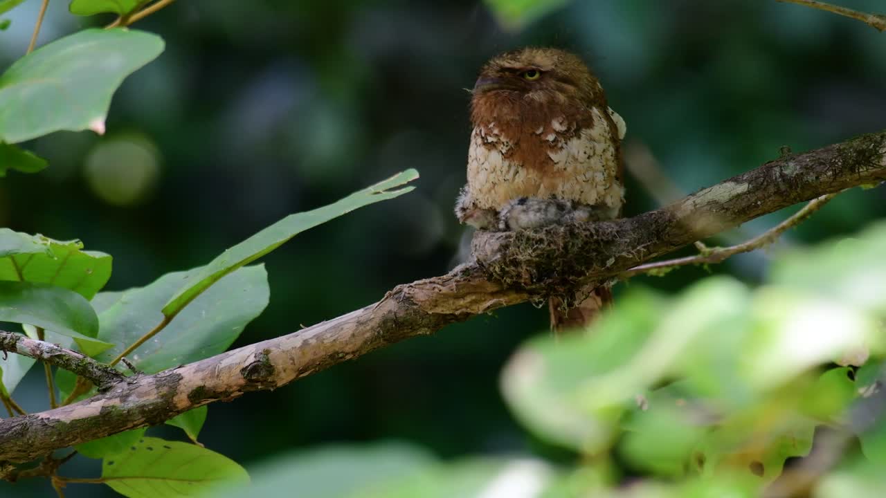 The Javan Frogmouth or Horsfield's Frogmouth is found in Thailand and other Asian countries