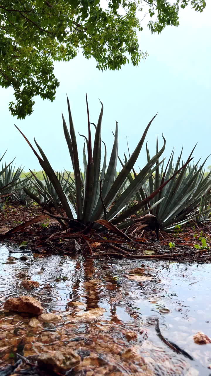 Piante di agave in un campo sotto la pioggia con increspature d'acqua in primo piano. Scatto dal basso di piante di agave in una piantagione durante la pioggia con una grande pozzanghera e gocce d'acqua in primo piano.