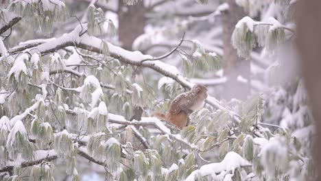 mono macaco rhesus en caída de nieve