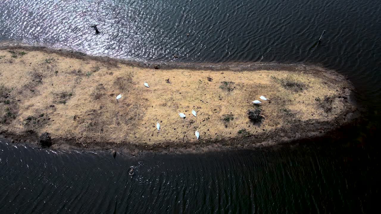 머스케곤 강 에서 함께 휴식을 취하는 백조 새 들