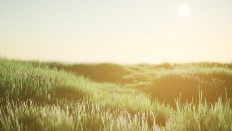 green field at sunrise with blue sky