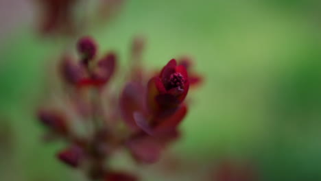 red leafs blossoming against fresh green grass in warm spring garden in closeup.