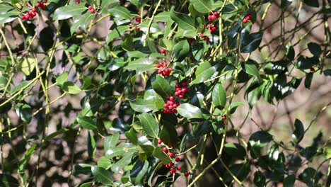 holly tree branch with red berries, background