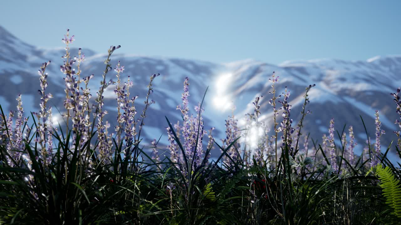 лавандовое поле с голубым небом и горным покровом со снегом