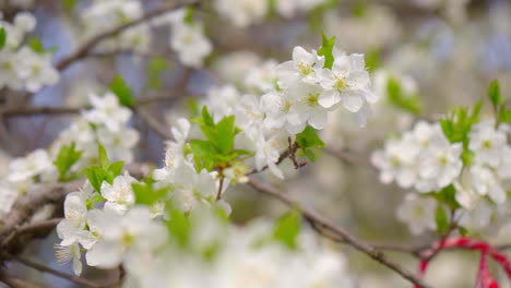 close-up-of-branches-covered-with-flowering-colors