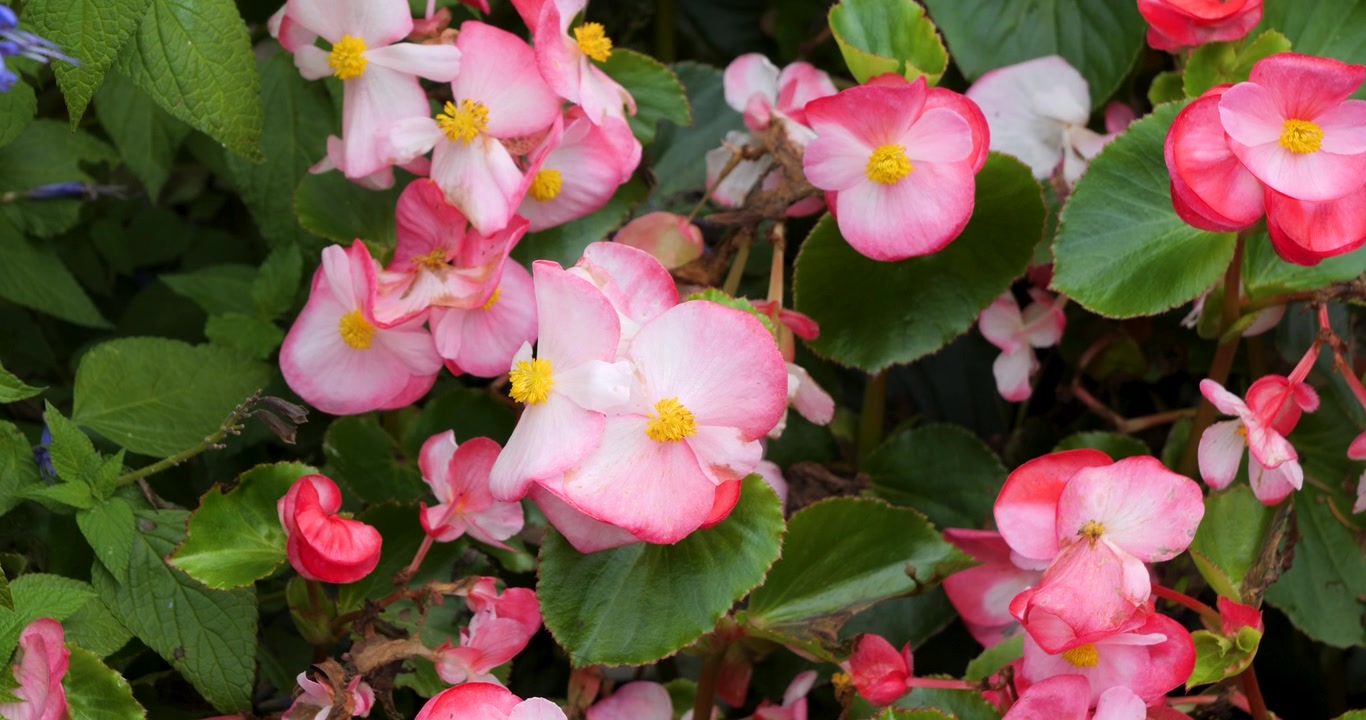 Begonia de cera rosa, begonia rosa floreciendo en los Jardines Butchart de Victoria, Columbia Británica, Canadá