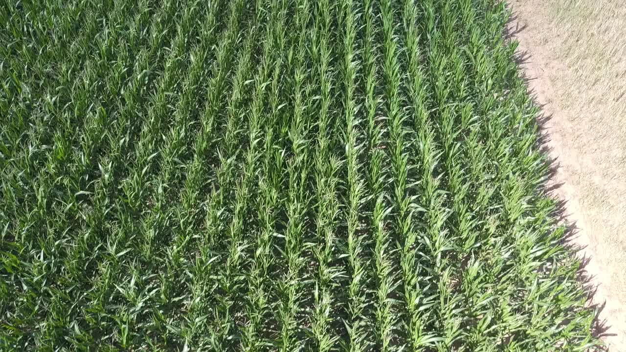 hacia atrás volando de arriba hacia abajo sobre el campo de maíz durante el ventoso día de verano, alemania