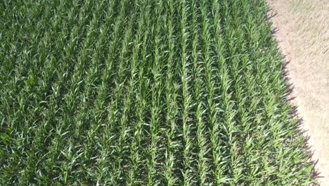 Backwards-flying-top-down-over-corn-field-during-windy-summer-day,-Germany