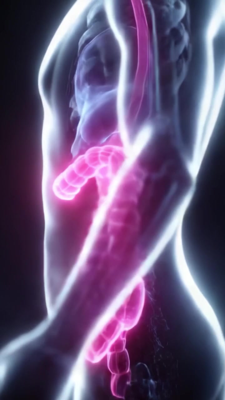 Aydınlatılmış Anatomi: İnsan Sindirim Sisteminin Bağırsakları ve Gastrointestinal Kanalı Parlayan Pembe Tonlarda Vurgulayan Detaylı Görselleştirmesi.