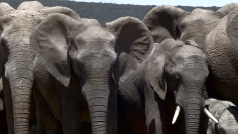 Close-up-tracking-shot-along-herd-of-African-Elephants-looking-at-camera
