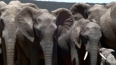 close up tracking shot along herd of african elephants looking at camera