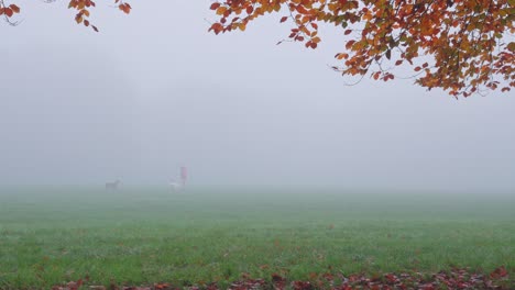 foggy autumnal morning in the park, an owner exercises their dogs with autumn leaves at the top of frame