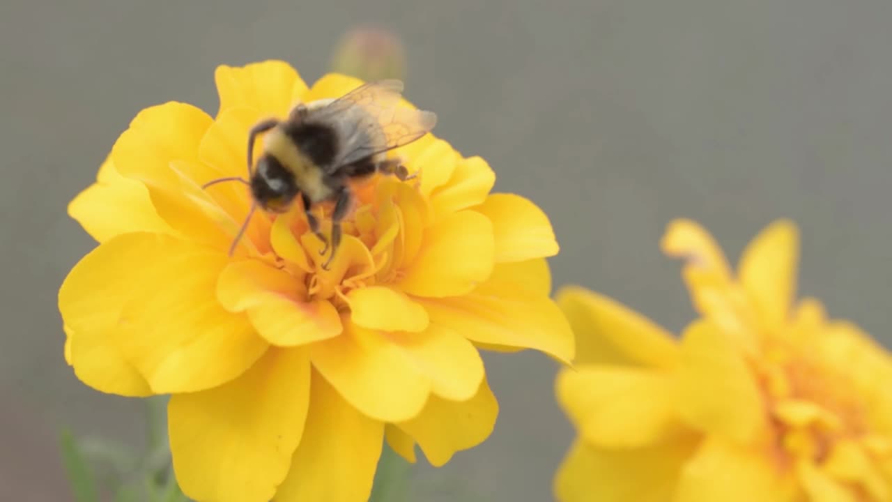 Bee gathering pollen from yellow marigold flowers